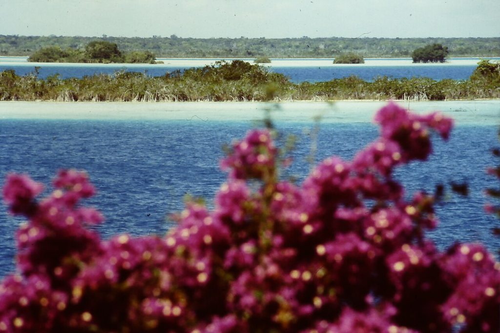 Bougainvillier en fleurs devant la lagune